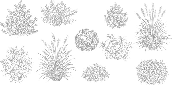 Set of garden shrubs and ornamental grasses line art vector illustration for landscape design and architecture
