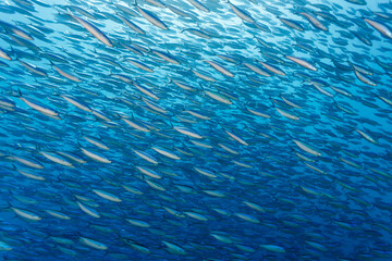 Obraz premium School of fusiliers,Caesio striatus, angle down swimming in the blue ocean form pattern on screen