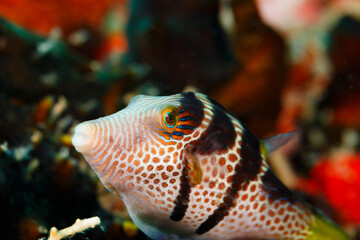 close up macro of Valentin's sharpnose puffer © Pete Niesen Photo