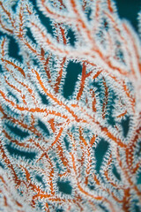 closeup of white polyps and branching pattern on red branching fire coral, Millepora alcicornis © Pete Niesen Photo
