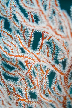 closeup of white polyps and branching pattern on red branching fire coral, Millepora alcicornis