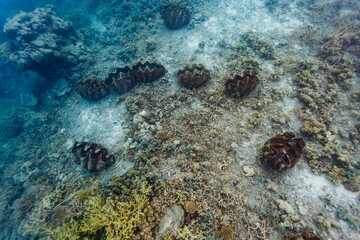 Fototapeta premium Giant clams on coral reef