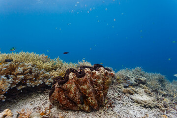 Giant clams on coral reef © Pete Niesen Photo