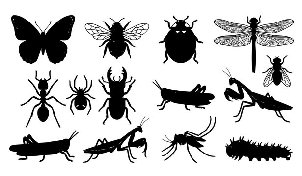 Insect Silhouette Collection Vector Set for Educational and Nature Design