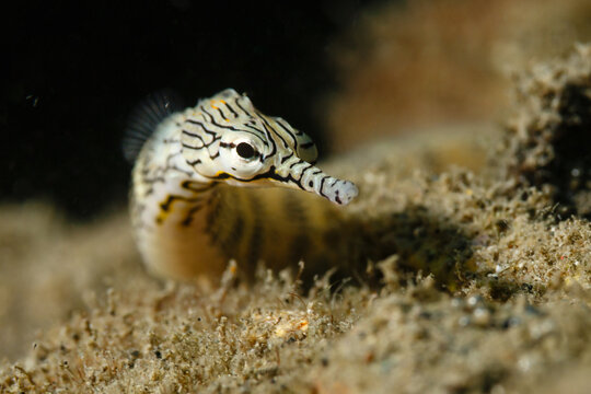 Close up of ghost pipefish swimming along top of coral