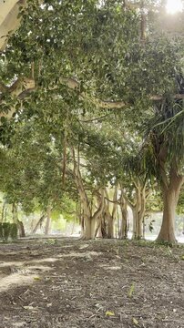 Jardines del Real Viveros Park Valencia Spain Sunny Day Urban Garden View