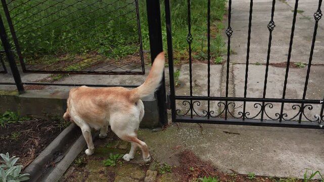Labrador dog walking along a metal fence in a residential yard. Concept of pet activity, territory inspection, security and everyday domestic life