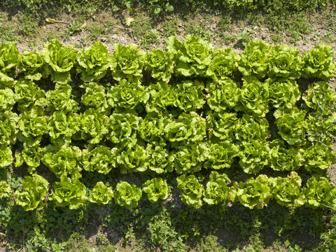 Aerial view of vibrant green lettuce growing in neat rows on a farm with fertile brown soil in Taiwan.
