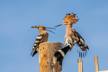 Hoopoe. © pityke70