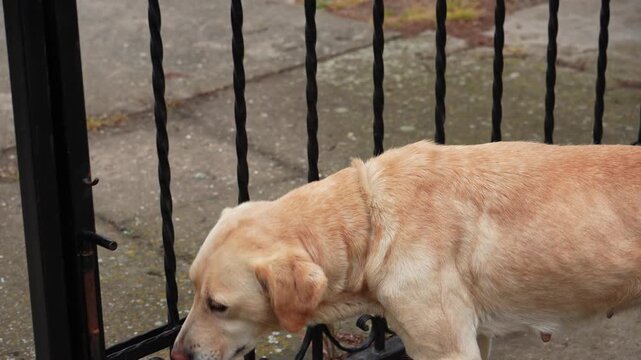 Labrador dog walking along a metal fence in a residential yard. Concept of pet activity, territory inspection, security and everyday domestic life