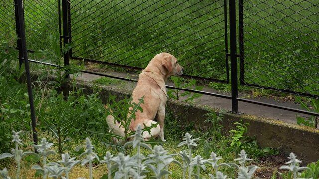 Labrador female dog marking territory near a garden fence in an outdoor setting. Concept of canine behavior, communication, instinct and domestic animal life