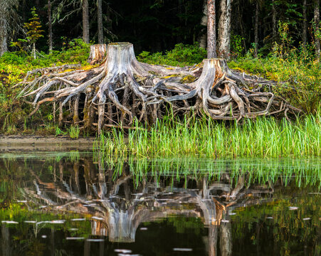 Canada, BC, Bowron Lake Provincial Park.  Tree stumps and tangled roots on the shoreline of Swan Lake. 