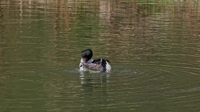Common Merganser, Goosander, Mergus merganser swimming on the Kleinhesseloher Lake in the English Garden at Munich, Germany