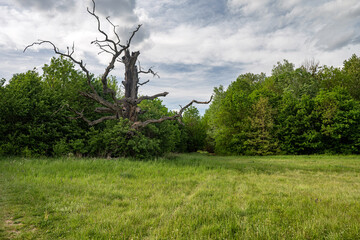 Large old dead oak tree standing on a green meadow surrounded by fresh spring forest under a cloudy sky, beautiful natural landscape. © Rudolf