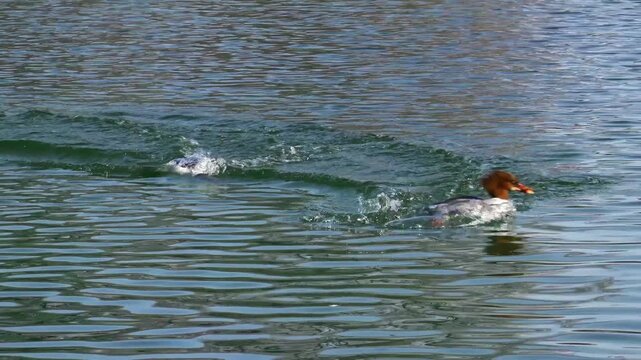 Common Merganser, Goosander, Mergus merganser swimming on the Kleinhesseloher Lake in the English Garden at Munich, Germany