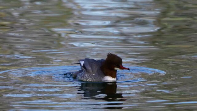 Common Merganser, Goosander, Mergus merganser swimming on the Kleinhesseloher Lake in the English Garden at Munich, Germany