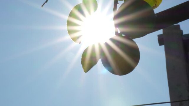 Backlit green limes with natural lens flare and sunlight, 4K video