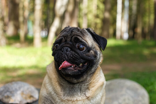 Portrait of a funny pug in a sunny summer forest.