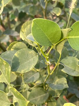  leaves, of the dalbergia, sissoo, tree, commonly known as sheesham, or indian, rosewood