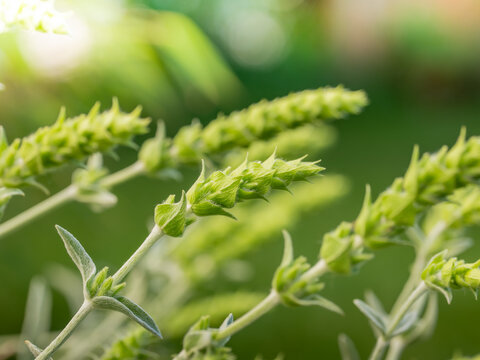 Griechischer Bergtee (Sideritis scardica), ist eine gesch&auml;tzte Heilpflanze, die sich auch im heimischen Garten kultivieren l&auml;sst