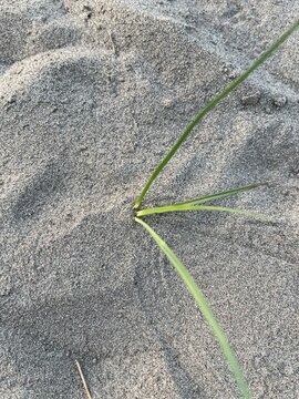  a member of the sedge family, likely Sand Sedge (Carex arenaria) or a closely related species like Purple Nutsedge