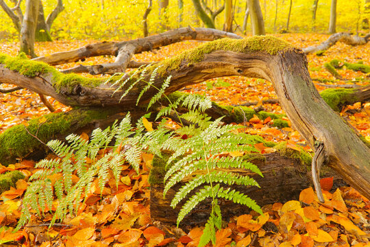 Farnreicher Laubwald im herbstlichen Licht mit Moosbewuchs und Totholz