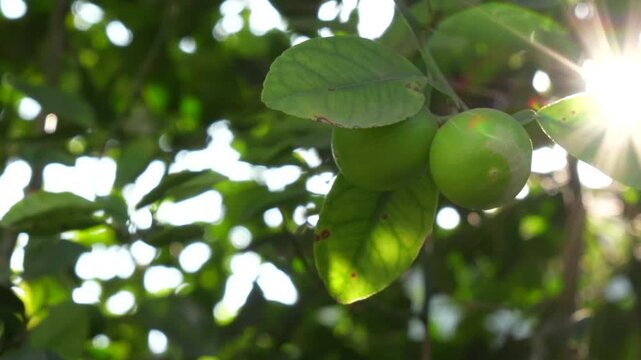 Green Indian lemons moving in strong wind with lens flare, 4K video