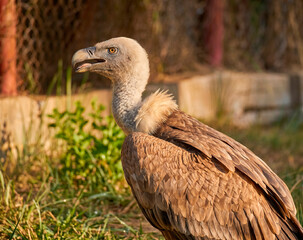 Fototapeta premium close up of a vulture
