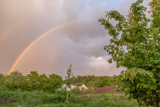 Garden, landscaped: Lawn in the evening light with rainbow and persian ironwood tree (parrotia persica)