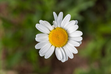 Fototapeta premium Leucanthemum vulgare (ox-eye daisy, oxeye daisy, dog daisy, marguerite), close-up, directly above