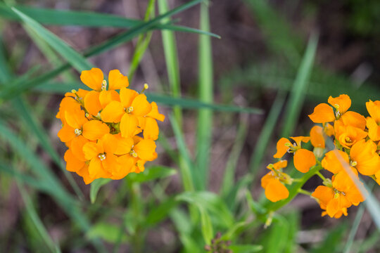 Contra costa wallflower (Erysimum capitatum), yellow wildflower, close-up