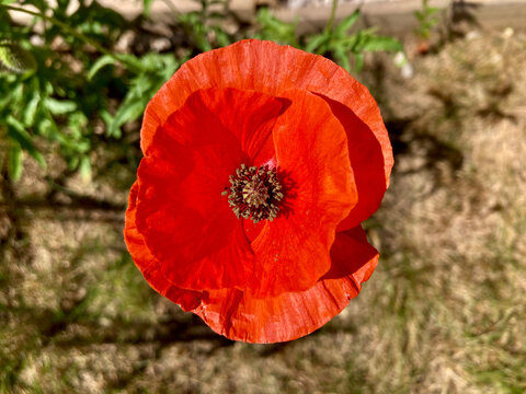 closeup view of common poppy (papaver rhoeas) in UK garden