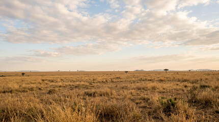 Fototapeta premium Minimalist Savannah Horizon Landscape with Acacia Trees and Clouds at Golden Hour