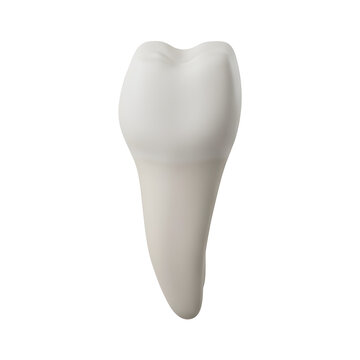 3D Render of a Human Molar Tooth