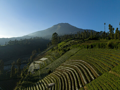 Aerial view of the terraced agricultural fields of Garung with a majestic mountain peak under a clear blue sky in Kecamatan Kalikajar, Jawa Tengah, Indonesia.