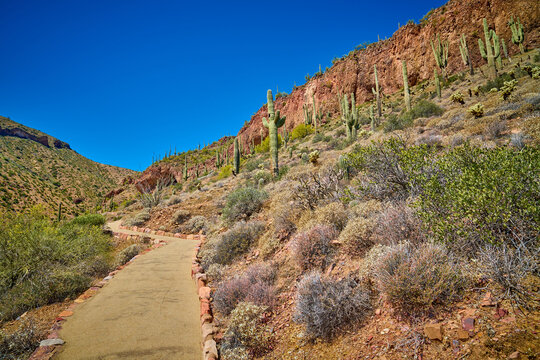 Hiking trail with saguaro cactus at Tonto National Monument Arizona.