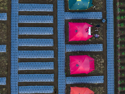 Aerial view of colorful camping tents pitched between rows of blue plastic mulch with people nearby in the Garung area in Kecamatan Kalikajar, Jawa Tengah, Indonesia.