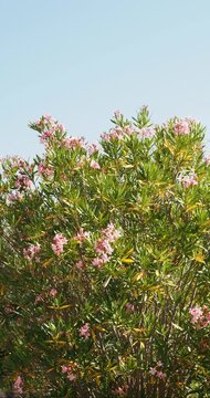 (Nerium oleander) Magnifique grappe de fleurs blanches en cyme group&eacute;e au dessus de feuilles verticill&eacute;es du laurier-rose
