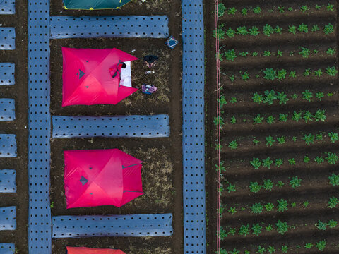 Aerial view of Garung basecamp with red tents pitched on agricultural fields and plastic mulch rows in Kecamatan Kalikajar, Jawa Tengah, Indonesia.