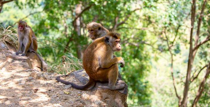 A macaque monkey sits on a tree in the jungle. Wildlife scene with wild animals.