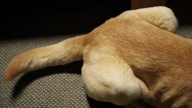 Close view of a Labrador dog lying on the floor and wagging its tail indoors. Concept of happiness, comfort, companionship and positive pet behavior
