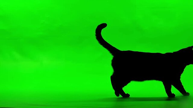 Black Cat Silhouette Walking Across Green Screen Background, Domestic Pet Profile View for Compositing and VFX
