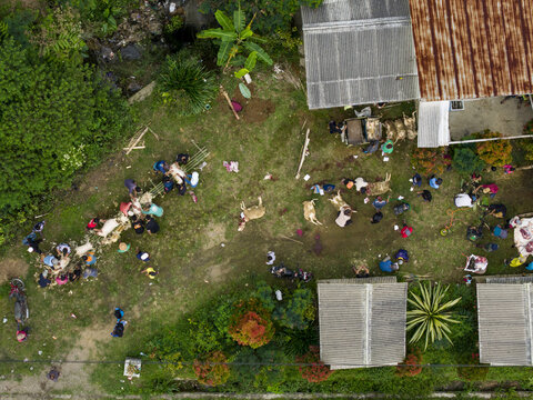 Aerial view of people performing the ritual slaughter of sacrificial animals for Eid al-Adha in a grassy yard surrounded by rooftops and trees in Kecamatan Kalikajar, Jawa Tengah, Indonesia.