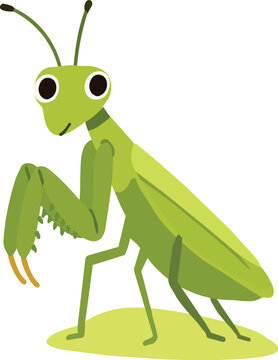A cute green praying mantis with folded raptorial forelegs is illustrated in a simple flat cartoon vector style, isolated