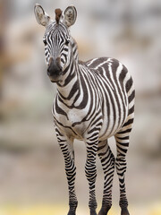 Obraz premium Full body portrait of eurasian plains zebra standing alert.