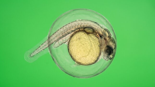 Developing zebrafish embryo in petri dish under microscope with green background