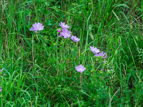Geranium pratense Wiesen-Storchschnabel
