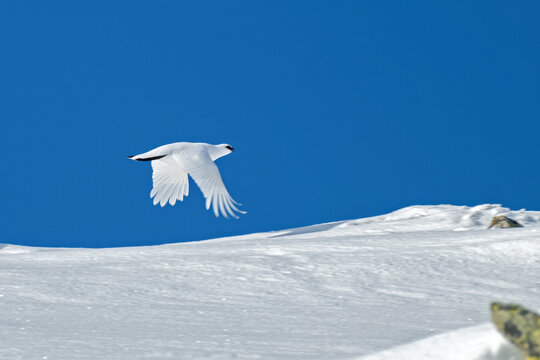 White Rock ptarmigan (Lagopus muta) flying over a snowy land against clear blue sky, Crissolo, Piedmont, Cottian Alps, Italy.