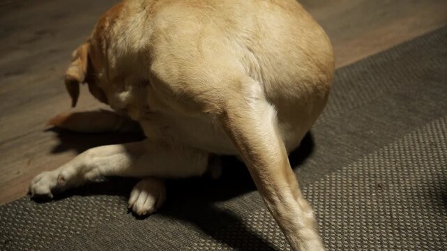 Labrador scratching and biting near the tail while sitting on a floor indoors. Concept of pet health, itching, grooming, allergy, parasite prevention and animal care