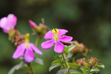 A delicate wildflower blooms amidst the cool highland vegetation, its vibrant pink petals adding a splash of color to the natural landscape. Nestled among the misty forests and grasslands of Sri Lanka © Bandura